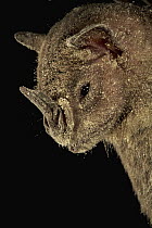 Jamaican Fruit-eating Bat (Artibeus jamaicensis) dusted in pollen, Smithsonian Tropical Research Station, Barro Colorado Island, Panama