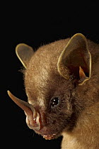 Thomas's Fruit-eating Bat (Artibeus watsoni)face, Smithsonian Tropical Research Station, Barro Colorado Island, Panama