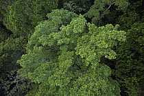 Fig (Ficus insipida) canopy, Panama City, Panama