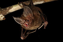 Fringe-lipped Bat (Trachops cirrhosus) roosting and calling, Smithsonian Tropical Research Station, Barro Colorado Island, Panama