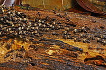 Nasute Termite (Nasutitermes sp) group on foraging trail, Lambir Hills National Park, Sarawak, Malaysia