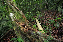 Liana in rainforest, Lambir Hills National Park, Sarawak, Malaysia