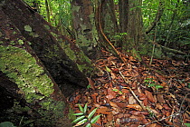 Rainforest trees with massive buttress roots, Lambir Hills National Park, Sarawak, Malaysia