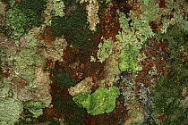 Bark pattern with a variety of lichens, Lambir Hills National Park, Sarawak, Malaysia