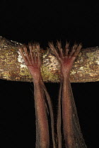 Fringe-lipped Bat (Trachops cirrhosus) feet, Smithsonian Tropical Research Station, Barro Colorado Island, Panama