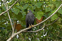 Common Black-hawk (Buteogallus anthracinus), near Dangriga, Belize