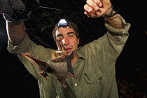 Bat researcher Sergio Estrada approaches a Great Stripe Faced Bat (Vampyrodes caraccioli) caught in mist net, Smithsonian Tropical Research Station, Barro Colorado Island, Panama