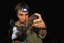 Bat researcher Sergio Estrada taking Great Stripe Faced Bat (Vampyrodes caraccioli) out of mist net, Smithsonian Tropical Research Station, Barro Colorado Island, Panama