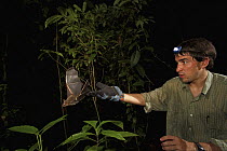 Bat researcher Sergio Estrada releasing bat after catching it in mist net, Smithsonian Tropical Research Station, Barro Colorado Island, Panama
