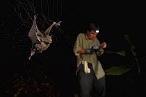 Bat researcher Sergio Estrada removing bats caught in mist net, Smithsonian Tropical Research Station, Barro Colorado Island, Panama