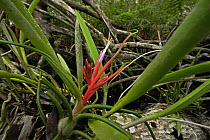 Bromeliad (Tillandsia sp) flower in mangrove forest, Rio Grande, southern Belize