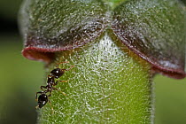 Ant (Crematogaster sp) nearing Macaranga (Macaranga sp) leaves to feed, in turn also protecting the plant, Lambir Hills National Park, Sarawak, Malaysia