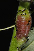 Ant (Crematogaster sp) group defending Macaranga (Macaranga sp) plant, but are fooled by caterpillar that is using fake ant pheromones, Lambir Hills National Park, Sarawak, Malaysia