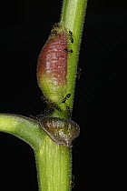 Ant (Crematogaster sp) group defending Macaranga (Macaranga sp) plant, but are fooled by caterpillar that is using fake ant pheromones, Lambir Hills National Park, Sarawak, Malaysia