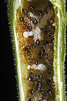 Macaranga (Macaranga sp) stem providing space for Ant (Crematogaster sp) colony which in turn provide protection against herbivores, Lambir Hills National Park, Sarawak, Malaysia