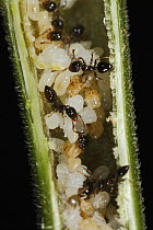 Macaranga (Macaranga sp) stem providing space for Ant (Crematogaster sp) colony which in turn provide protection against would be herbivores, Lambir Hills National Park, Sarawak, Malaysia