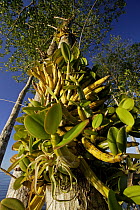 Orchid (Caularthron sp) epiphytes on the trunk of a Black Mangrove (Avicennia germinans), Rio Grande, southern Belize