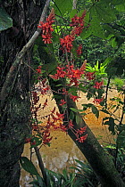 Liana flowering next to a stream, Lambir Hills National Park, Sarawak, Malaysia