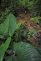 Small creek in rainforest, Lambir Hills National Park, Sarawak, Malaysia