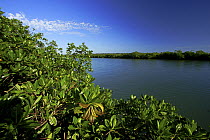Red Mangrove (Rhizophora mangle) growing along Rio Grande, southern Belize