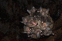 Fringe-lipped Bat (Trachops cirrhosus) group roosting in hollow tree, Smithsonian Tropical Research Station, Barro Colorado Island, Panama