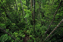 Rainforest seen from 40 meters, Lambir Hills National Park, Sarawak, Malaysia