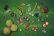Fruit collected in the month of August, Lambir Hills National Park, Sarawak, Malaysia