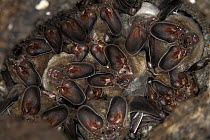 D'orbigny's Round-eared Bat (Lophostoma silvicolum) females with one male in roost, Smithsonian Tropical Research Station, Barro Colorado Island, Panama