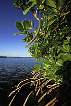 Red Mangrove (Rhizophora mangle) stand, Twin Cays, Carrie Bow Cay, Belize