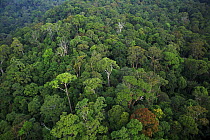 Rainforest canopy, Lambir Hills National Park, Sarawak, Malaysia