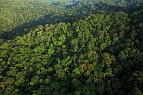 Rainforest canopy, Lambir Hills National Park, Sarawak, Malaysia
