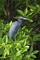 Little Blue Heron (Egretta caerulea) in mangroves, near Hopkins, Belize