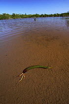 Red Mangrove (Rhizophora mangle) propagule in shallow water, Twin Cays, Carrie Bow Cay, Belize