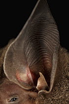 D'orbigny's Round-eared Bat (Lophostoma silvicolum) ear, Smithsonian Tropical Research Station, Barro Colorado Island, Panama