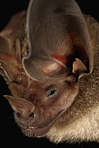D'orbigny's Round-eared Bat (Lophostoma silvicolum), Smithsonian Tropical Research Station, Barro Colorado Island, Panama