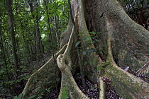 Almendro (Dipteryx panamensis) buttress roots, Smithsonian Tropical Research Station, Barro Colorado Island, Panama