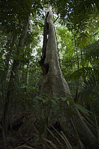 Hallow tree in rainforest used by bats for roosting, Smithsonian Tropical Research Station, Barro Colorado Island, Panama