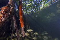 Red Mangrove (Rhizophora mangle) aerial roots providing shelter for school of small fish, Carrie Bow Cay, Belize