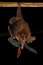 Hairy Big-eared Bat (Micronycteris hirsuta) feeding on large dragonfly, Smithsonian Tropical Research Station, Barro Colorado Island, Panama