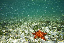 Cushioned Star (Oreaster reticulatus) in seagrass with schooling fish, Twin Cays, Carrie Bow Cay, Belize