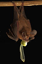 Hairy Big-eared Bat (Micronycteris hirsuta) feeding on large katydid, Smithsonian Tropical Research Station, Barro Colorado Island, Panama
