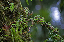 Misfit Leaf Frog (Agalychnis saltator) mass mating, La Selva, Costa Rica