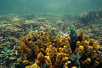 Hump Coral (Porites sp) and tube songe, Bastimentos Marine National Park, Bocas del Toro, Panama