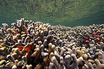 Hump Coral (Porites sp), Bastimentos Marine National Park, Bocas del Toro, Panama