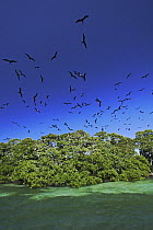Magnificent Frigatebird (Fregata magnificens) breeding colony on a small mangrove island, Carrie Bow Cay, Belize