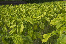 Tobacco (Nicotiana sp) plants in field, South Island, New Zealand