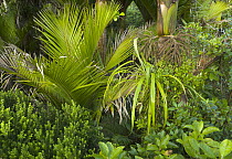 Nikau (Rhopalostylis sapida) forest, Karamea, South Island, New Zealand