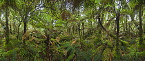 Silver Tree Fern (Cyathea dealbata) group in subtropical rainforest near Fox Glacier, South Island, New Zealand
