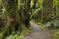 Silver Tree Fern (Cyathea dealbata) group near trail in subtropical rainforest near Fox Glacier, South Island, New Zealand