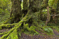 Massive old growth tree trunks in subtropical rainforest, South Island, New Zealand